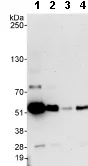 Western blot - Anti-TRIP6 antibody (AB70747)