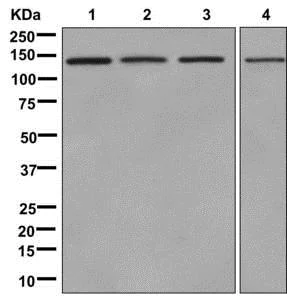 Western blot - Anti-Tripeptidyl peptidase II/TPPII antibody [EPR13202] - BSA and Azide free (AB250179)