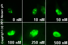 Triptolide from Tripterygium wilfordii, Anti-inflammatory agent