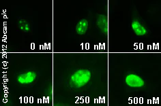 Immunocytochemistry/ Immunofluorescence - Triptolide from Tripterygium wilfordii, Anti-inflammatory agent (AB120720)