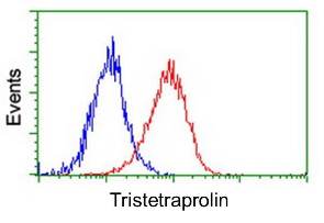 Flow Cytometry (Intracellular) - Anti-Tristetraprolin/TTP antibody [OTI1A2] (AB119779), expandable thumbnail