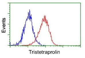 Flow Cytometry (Intracellular) - Anti-Tristetraprolin/TTP antibody [OTI1A2] (AB119779)
