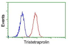 Flow Cytometry (Intracellular) - Anti-Tristetraprolin/TTP antibody [OTI1A2] (AB119779)