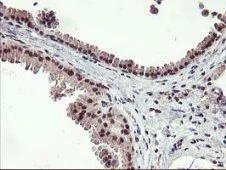 Immunohistochemistry (Formalin/PFA-fixed paraffin-embedded sections) - Anti-Tristetraprolin/TTP antibody [OTI1A2] (AB119779)