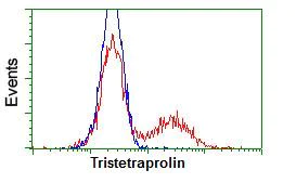 Flow Cytometry (Intracellular) - Anti-Tristetraprolin/TTP antibody [OTI8B5] (AB124024)