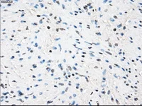 Immunohistochemistry (Formalin/PFA-fixed paraffin-embedded sections) - Anti-Tristetraprolin/TTP antibody [OTI8B5] (AB124024)