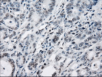 Immunohistochemistry (Formalin/PFA-fixed paraffin-embedded sections) - Anti-Tristetraprolin/TTP antibody [OTI8B5] (AB124024)