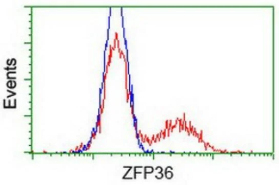 Flow Cytometry (Intracellular) - Anti-Tristetraprolin/TTP antibody [OTI8B5] - BSA and Azide free (AB273646)