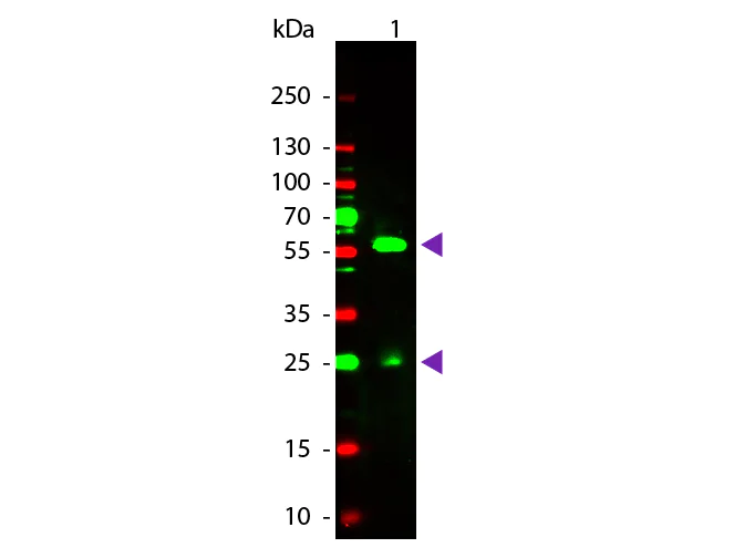 Western blot - TRITC Anti-Biotin antibody (AB106226)