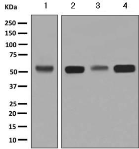 Western blot - Anti-TRK fused gene antibody [EPR8766] (AB156866)