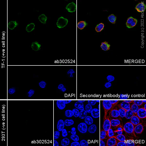 Immunocytochemistry/ Immunofluorescence - Anti-TrkA antibody [EPR25641-50] (AB302524)