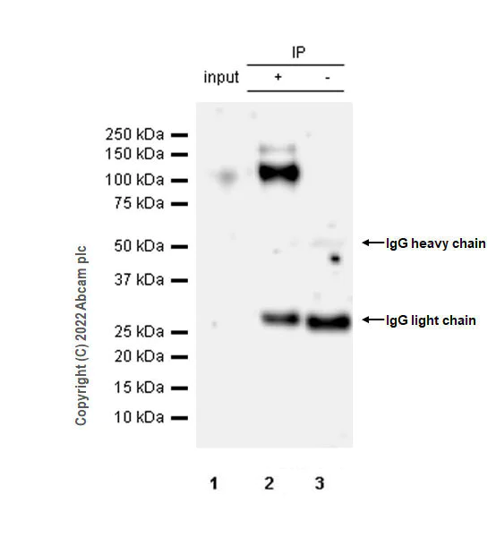Immunoprecipitation - Anti-TrkA antibody [EPR25641-50] (AB302524)