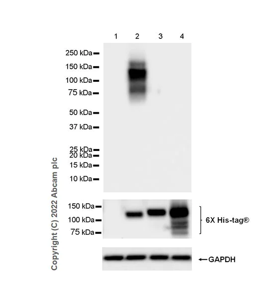 Western blot - Anti-TrkA antibody [EPR25641-50] (AB302524)