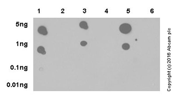 Dot Blot - Anti-TrkA (phospho Y496) + TrkB (phospho Y516) + TrkC (phospho Y516) antibody [EPR19140] (AB197071), expandable thumbnail