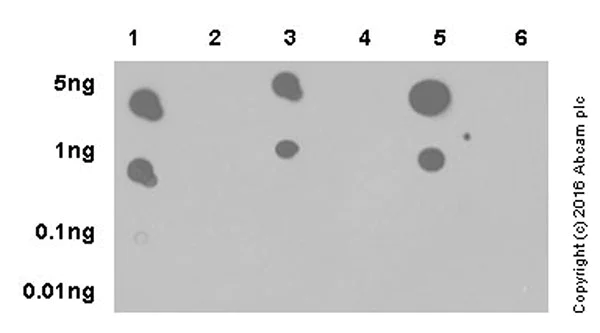 Dot Blot - Anti-TrkA (phospho Y496) + TrkB (phospho Y516) + TrkC (phospho Y516) antibody [EPR19140] (AB197071)