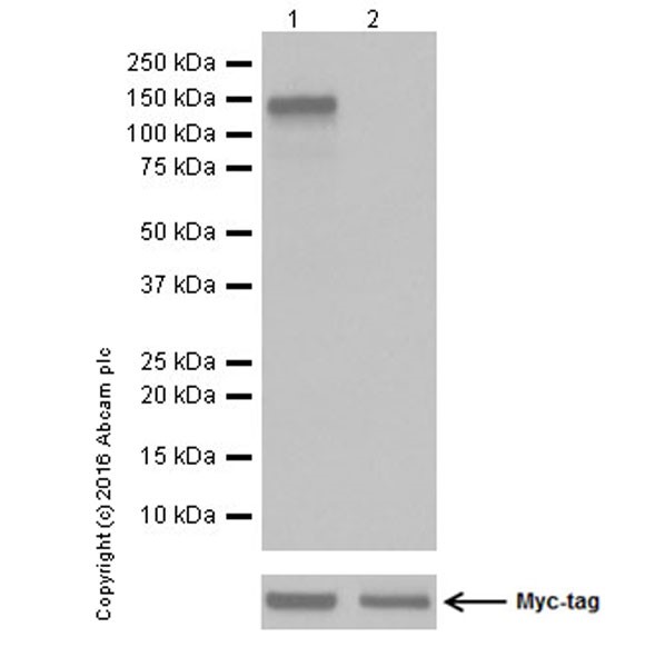 Western blot - Anti-TrkA (phospho Y496) + TrkB (phospho Y516) + TrkC (phospho Y516) antibody [EPR19140] (AB197071), expandable thumbnail