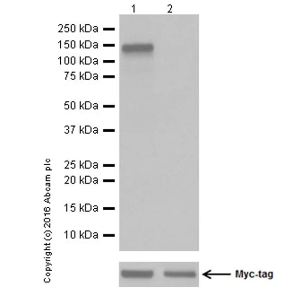 Western blot - Anti-TrkA (phospho Y496) + TrkB (phospho Y516) + TrkC (phospho Y516) antibody [EPR19140] (AB197071)