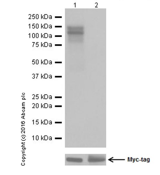 Western blot - Anti-TrkA (phospho Y496) + TrkB (phospho Y516) + TrkC (phospho Y516) antibody [EPR19140] (AB197071), expandable thumbnail
