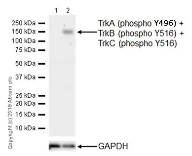 Western blot - Anti-TrkA (phospho Y496) + TrkB (phospho Y516) + TrkC (phospho Y516) antibody [EPR19140] (AB197071), expandable thumbnail