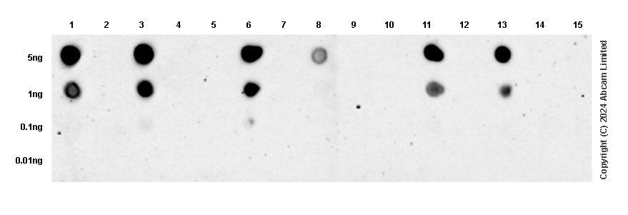 Dot Blot - Anti-TrkA (phospho Y496+Y674)+TrkB (phospho Y516+Y706)+TrkC (phospho Y516+Y709) antibody [RM1160] (AB322462), expandable thumbnail