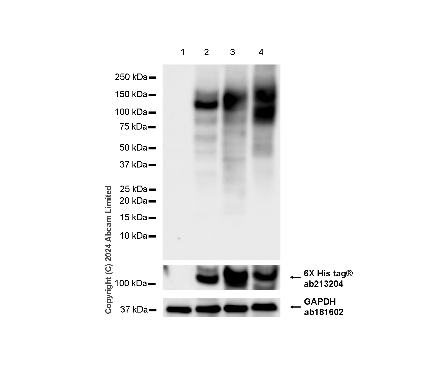 Western blot - Anti-TrkA (phospho Y496+Y674)+TrkB (phospho Y516+Y706)+TrkC (phospho Y516+Y709) antibody [RM1160] (AB322462), expandable thumbnail