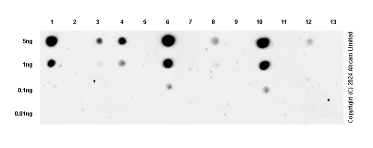 Dot Blot - Anti-TrkA (phospho Y674)+TrkB (phospho Y706)+TrkC (phospho Y709) antibody [EPR19399] (AB197072)