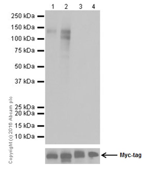 Western blot - Anti-TrkA (phospho Y674)+TrkB (phospho Y706)+TrkC (phospho Y709) antibody [EPR19399] (AB197072)