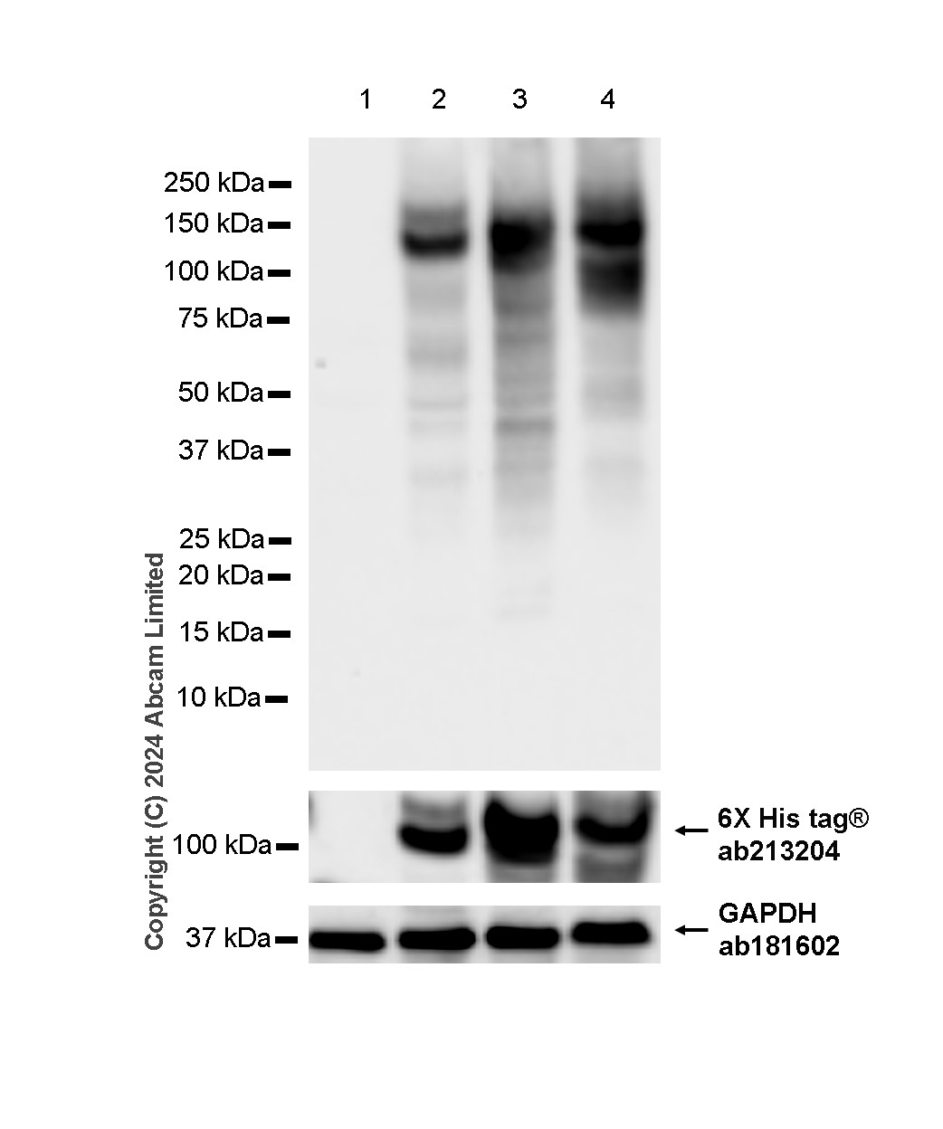 Western blot - Anti-TrkA (phospho Y674)+TrkB (phospho Y706)+TrkC (phospho Y709) antibody [EPR19399] (AB197072)