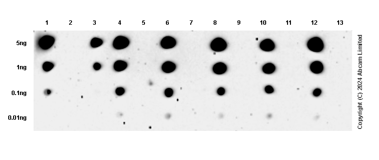 Dot Blot - Anti-TrkA (phospho Y674)+TrkB (phospho Y706)+TrkC (phospho Y709) antibody [EPR22298-67] (ab229908), expandable thumbnail