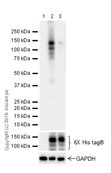 Western blot - Anti-TrkA (phospho Y674)+TrkB (phospho Y706)+TrkC (phospho Y709) antibody [EPR22298-67] (AB229908), expandable thumbnail