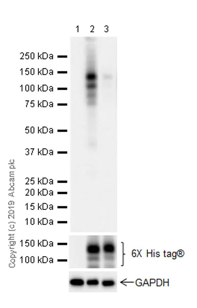 Western blot - Anti-TrkA (phospho Y674)+TrkB (phospho Y706)+TrkC (phospho Y709) antibody [EPR22298-67] (AB229908)