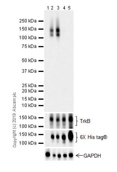 Western blot - Anti-TrkA (phospho Y674)+TrkB (phospho Y706)+TrkC (phospho Y709) antibody [EPR22298-67] (AB229908), expandable thumbnail