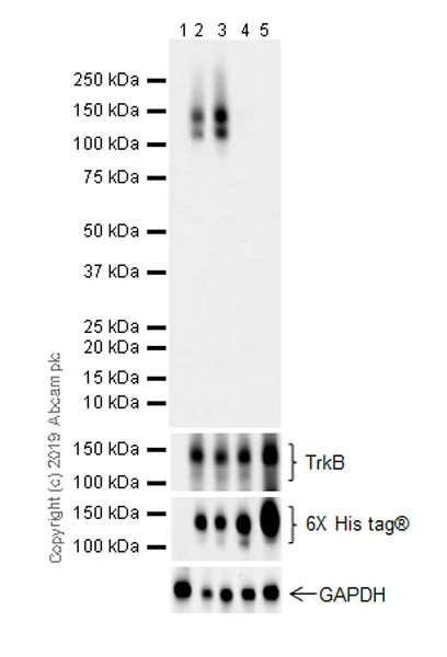 Western blot - Anti-TrkA (phospho Y674)+TrkB (phospho Y706)+TrkC (phospho Y709) antibody [EPR22298-67] (AB229908)