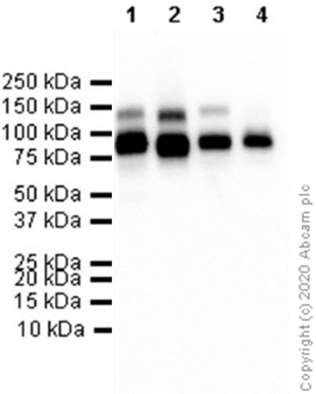 Western blot - Anti-TrkA (phospho Y674)+TrkB (phospho Y706)+TrkC (phospho Y709) antibody [EPR22298-67] (AB229908)
