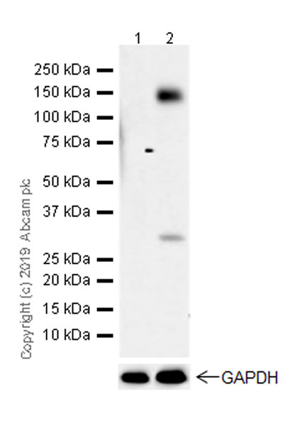 Western blot - Anti-TrkA (phospho Y674)+TrkB (phospho Y706)+TrkC (phospho Y709) antibody [EPR22298-67] (AB229908), expandable thumbnail