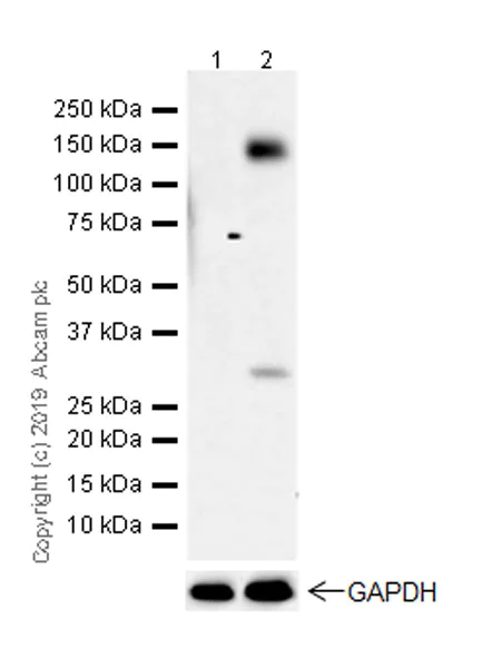 Western blot - Anti-TrkA (phospho Y674)+TrkB (phospho Y706)+TrkC (phospho Y709) antibody [EPR22298-67] (AB229908)