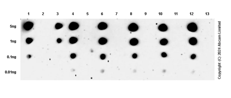Dot Blot - Anti-TrkA (pY674) + TrkB (pY706) + TrkC (pY709) antibody [EPR22298-67] - BSA and Azide free (AB264070)
