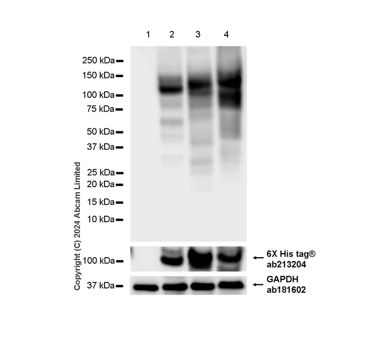 Western blot - Anti-TrkA (pY674) + TrkB (pY706) + TrkC (pY709) antibody [EPR22298-67] - BSA and Azide free (AB264070)