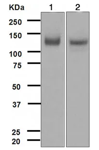 Western blot - Anti-TrkA + TrkB antibody [EPR1104(2)] (AB109010)