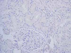 Immunohistochemistry (Formalin/PFA-fixed paraffin-embedded sections) - Anti-TrkA + TrkB antibody [EPR1104(2)] - BSA and Azide free (AB247744), expandable thumbnail