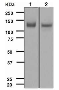 Western blot - Anti-TrkA + TrkB antibody [EPR1104(2)] - BSA and Azide free (AB247744), expandable thumbnail