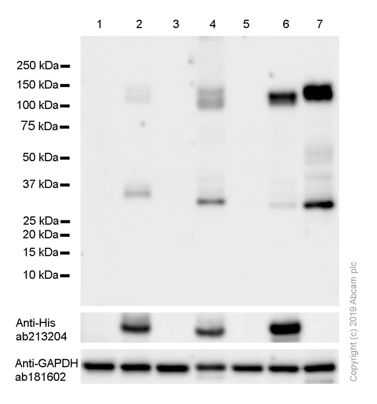Western blot - Anti-TrkA + TrkB antibody [EPR1104(2)] - BSA and Azide free (AB247744)