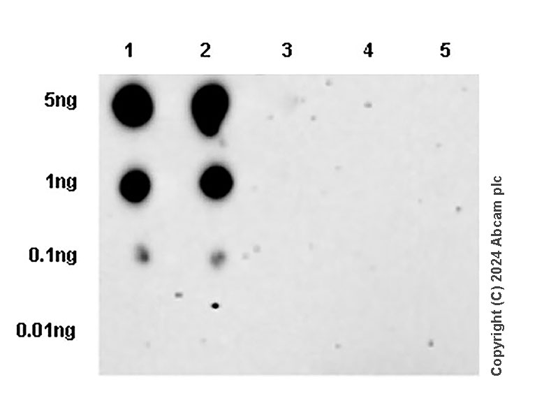 Dot Blot - Anti-TrkA(pY674/Y675)+TrkB(pY706/Y707)+TrkC(pY709/Y710) antibody [EPR28220-108] (AB316756), expandable thumbnail