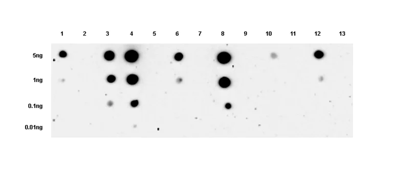 Dot Blot - Anti-TrkA(pY674/Y675)+TrkB(pY706/Y707)+TrkC(pY709/Y710) antibody [EPR28220-108] (AB316756)
