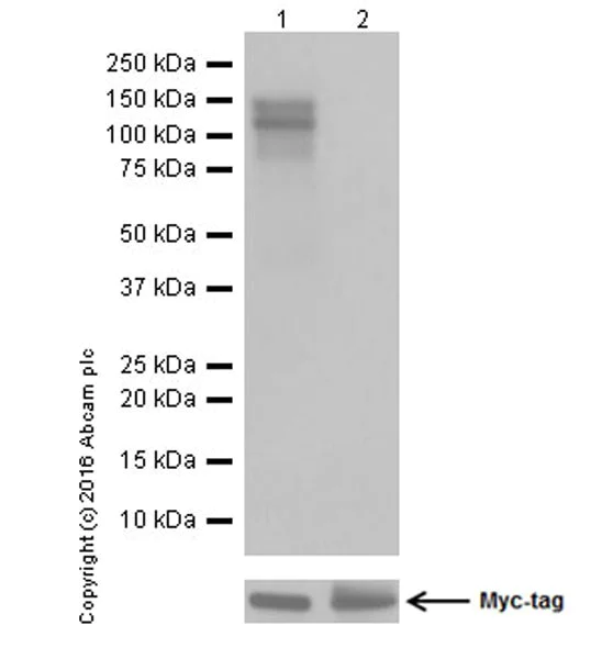 Western blot - Anti-TrkA+TrkB+TrkC (phospho Y496 + Y516 + Y516) antibody [EPR19140] - BSA and Azide free (AB251238)
