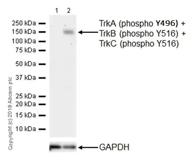 Western blot - Anti-TrkA+TrkB+TrkC (phospho Y496 + Y516 + Y516) antibody [EPR19140] - BSA and Azide free (AB251238)