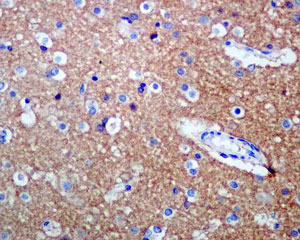 Immunohistochemistry (Formalin/PFA-fixed paraffin-embedded sections) - Anti-TrkB antibody [EPR1294] - BSA and Azide free (AB248704)