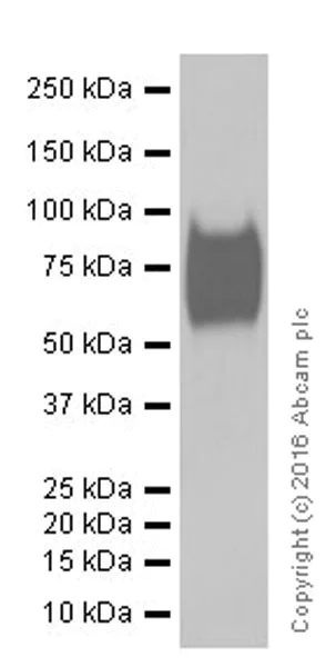 Western blot - Anti-TrkB antibody [EPR17805-146] (AB187041)