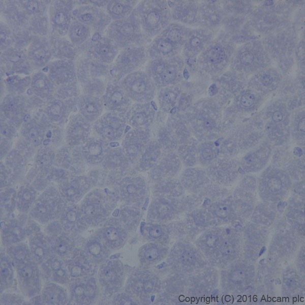 Immunohistochemistry (Formalin/PFA-fixed paraffin-embedded sections) - Anti-TrkB antibody [EPR17805-146] - BSA and Azide free (AB271952), expandable thumbnail
