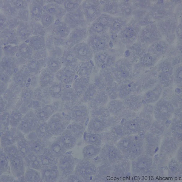 Immunohistochemistry (Formalin/PFA-fixed paraffin-embedded sections) - Anti-TrkB antibody [EPR17805-146] - Low endotoxin, Azide free (AB223155)